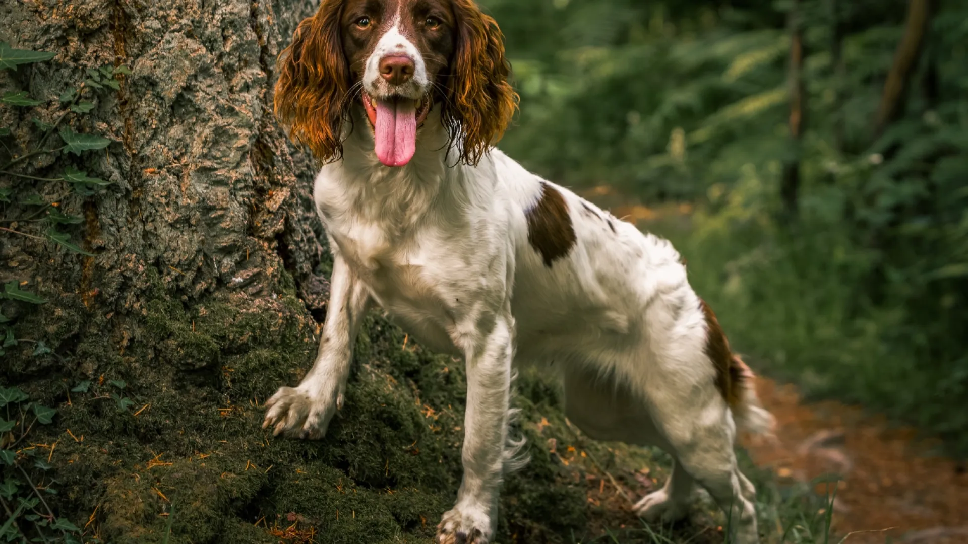 Spaniel (English Springer)